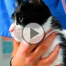 La Clínica Veterinaria